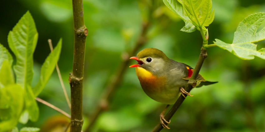 Urgence Biodiversité : conférence interactive Bio-Sphère à Vic-le-Comte